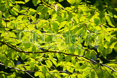 branch of beech tree with leaves