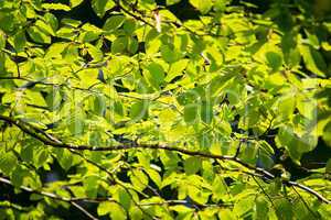 branch of beech tree with leaves