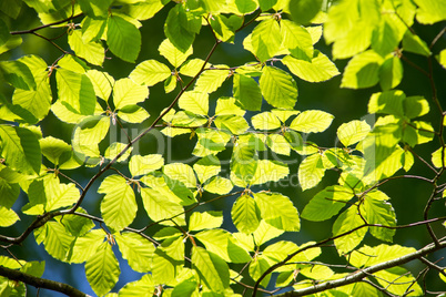 branch of beech tree with leaves