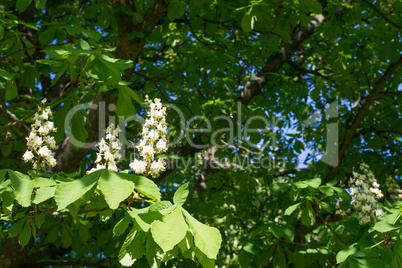 flowers of a horse-chestnut tree