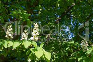 flowers of a horse-chestnut tree
