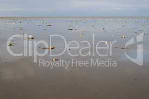 wadden sea at low tide