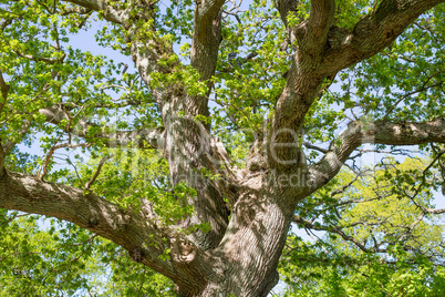 old oak tree in spring
