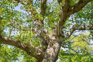 old oak tree in spring