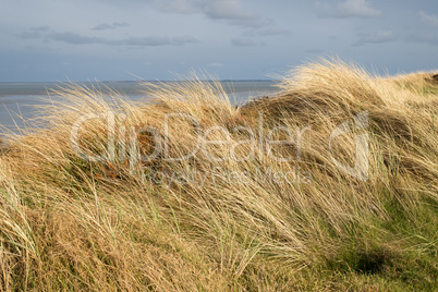 dunes with beachgrass in spring