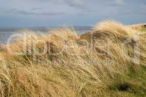 dunes with beachgrass in spring