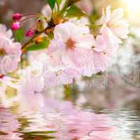 kirschblüten mit reflektion im wasser