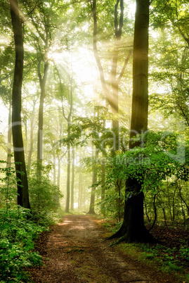 morgensonne leuchtet in den nebeligen wald