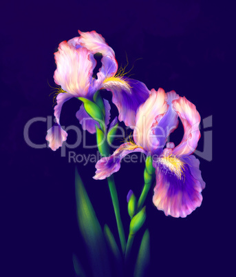 iris flowers isolated