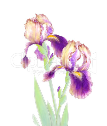 iris flowers isolated on white background