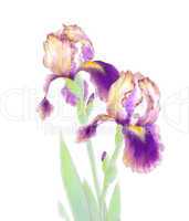 iris flowers isolated on white background