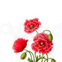 poppy flowers, watercolor illustration