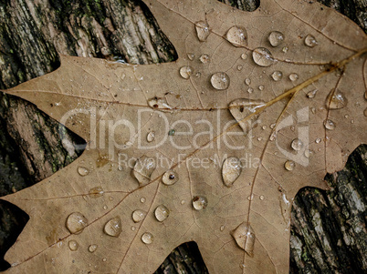 herbstlaub