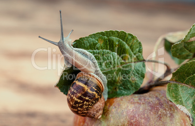 schnecke auf apfel