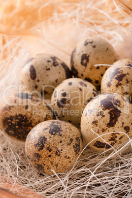 quail's eggs