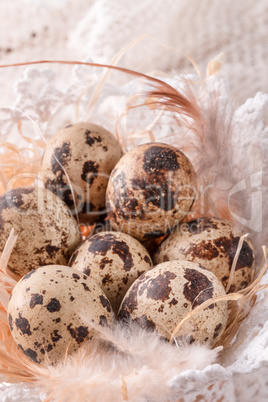 quail's eggs