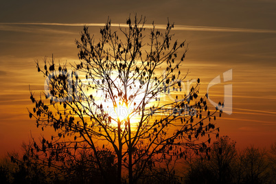autumn tree in the sunset