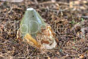 growing of the common stinkhorn