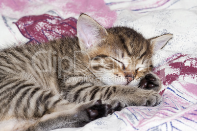 sleeping kitten