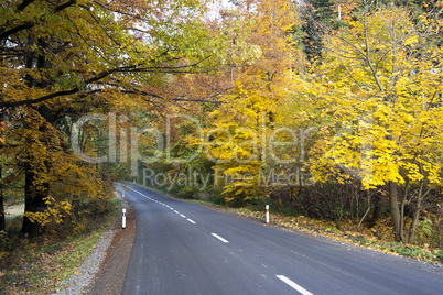 road in autumn forest