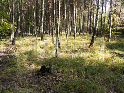 birch and pine grove