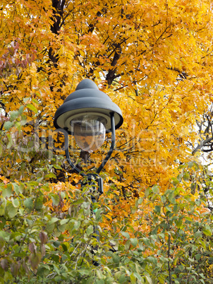 lamp in the autumn leaves