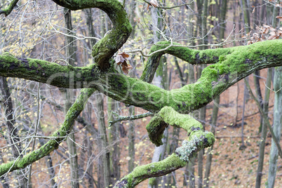 branch covered with moss