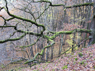 branch covered with moss