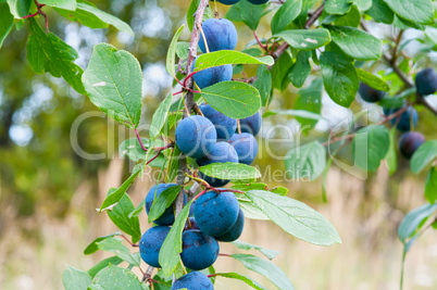 sloe