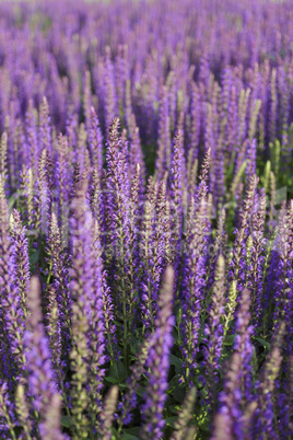 lavendel hintergrund vertikal