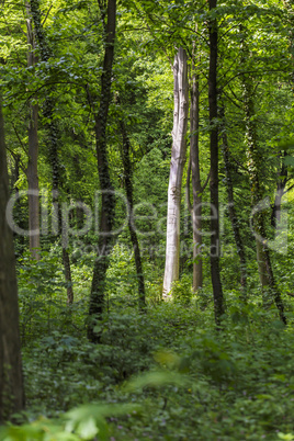 Der Baum im Licht