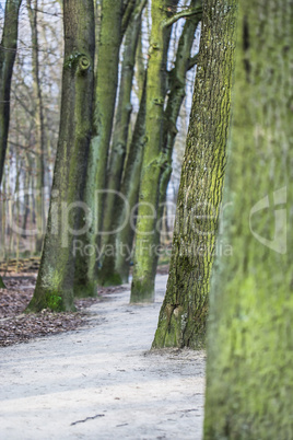 baumreihe im park