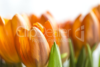tulpen bokeh