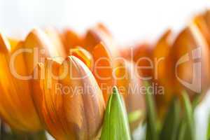 tulpen bokeh