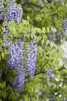 blauregen wisteria sinensis - vertikal