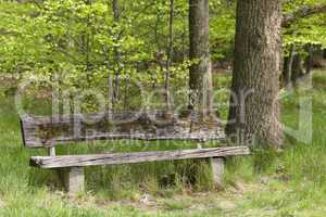 die holzbank im wald