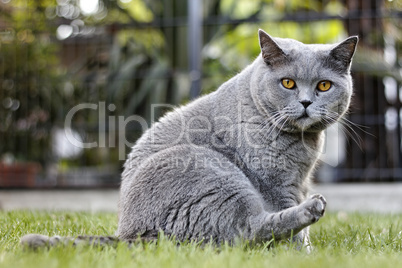 graue katze im garten - british kurzhaar