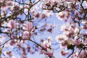 magnolienblüten hintergrund