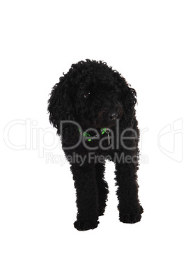 black poodle.