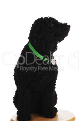 black poodle sitting.