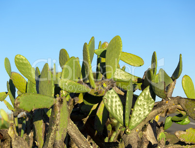 chumbera nopal cactus plant