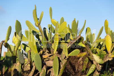 chumbera nopal cactus plant