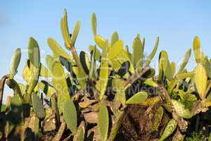 chumbera nopal cactus plant