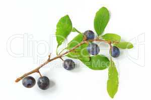 Schlehen (prunus spinosa)