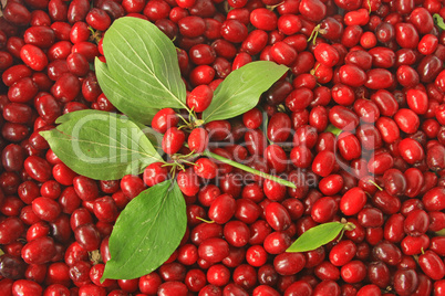 Kornelkirschen (cornus mas)