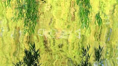 Willow tree reflection