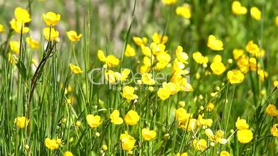 Yellow flowers (Ranunculales)