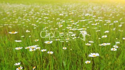field of daisies at sunset