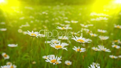 field of daisies at sunset