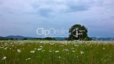 field of daisies and cloudy sky